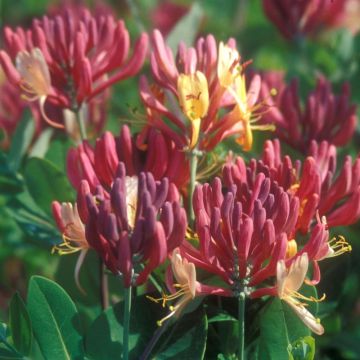 Glicine bianco in vaso 17 cm 20 35662785