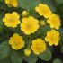 Kerria Japonica Golden Guinea in vaso 16/18 cm 24 12271591
