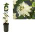 Passiflora Riverside Snow Queen bianca vaso 18 cm 30 34159881