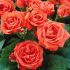 Rosa Orange Sensation ® Meilland a cespuglio in vaso 19 cm 22 18700108