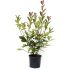 Photinia Red Robin in vaso 18 cm 28 2839599 1