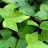 Hedera Helix verde in vaso 16 cm 26 3365074