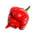 Peperoncino piccante Trinidad Scorpion Rosso in vaso 17 cm 26 3549711 1
