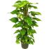 Pothos in vaso 17 cm 25 2584631.jpeg 1