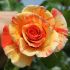 Rosa Sorbet Fruite Meilland® rampicante in vaso 20 cm 27 2839460