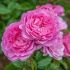 Rosa Romantica® Meilland a cespuglio in vaso 19 cm 26 3345626