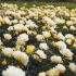 Rosa paesagistica Popcorn Drift ® Meilland a cespuglio in vaso 19 cm 26 4045353