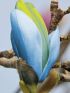 Magnolia Acuminata Blue Opal in vaso 18 cm 29 30706272