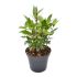 Alloro da siepe Laurus Nobilis in vaso 9/11 cm 24 3364496