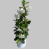 Dipladenia piramide Bianco in vaso 19 cm 30 35668685