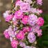 Rosa Pretty Polly Lavender ® Meilland a cespuglio in vaso 19 cm 23 18700769
