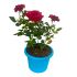 Roselline Intense Rosso in vaso 16/18 cm 23 2928154