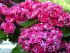 Biancospino rosa Crataegus Laevigata Rosea Flore Pleno in vaso 18 cm 27 34522354