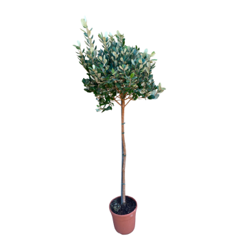 Corbezzolo ad alberello in vaso 20 cm 29 Feijoa Sellowiana