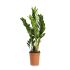 Zamioculcas Zamilifolia in vaso 17 cm 25 2736159
