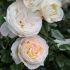 Rosa Camille Claudel Meilland a cespuglio in vaso 19 cm 28 33903814