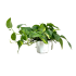 Pothos in vaso 14 cm 32 34258076