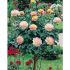 Rosa MME A. Gioia Pace ® Meilland ad Alberello in vaso 24 cm 31 33886629