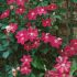 Clematis Ernest Markham in vaso 18 cm 28 35235228