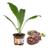 Pianta di Carciofo Violetto in vaso 9 cm 23 3835070