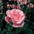 Rosa Queen Elisabeth ® Meilland a cespuglio in vaso 19 cm 27 2821574