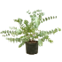 Eucaliptus Gunnii Silver Dollar in vaso 18 cm 27 28635418
