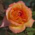 Rosa Rene Goscinny® Meilland a cespuglio in vaso 19 cm 28 2820393