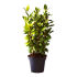 Alloro Laurus Nobilis in vaso 13 cm 29 3766466