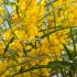 Mimosa 4 Stagioni Profumata ACACIA RETINOIDES vaso 18cm 31 34029794