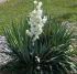 Yucca Filamentosa da fiore in vaso 18 cm 27 33713449