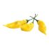 Peperoncino piccante Hot Lemon Giallo in vaso 17 cm 26 6057890