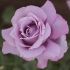 Rosa Charles De Gaulle ® Meilland a cespuglio in vaso 19 cm 27 4040006