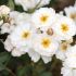 Rosa Pretty Polly White ® Meilland a cespuglio in vaso 19 cm 22 18701893