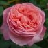 Rosa Mademoiselle® Meilland a cespuglio in vaso 19 cm 28 3310710