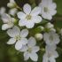 Exochorda Macrantha in vaso 18 cm 25 12271567