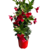 Dipladenia piramide Rosso in vaso 19 cm 29 35668732