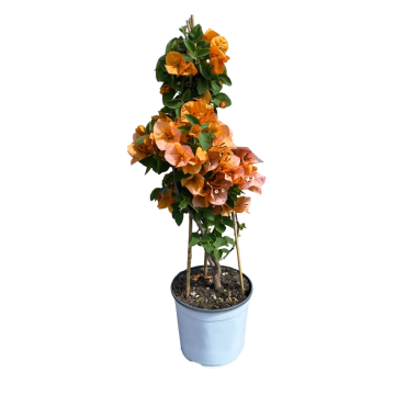 Caprifoglio Lonicera Heckrottii Gold Flame in vaso 18 29 35663728