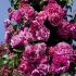 Rosa Ines Sastre® Meilland rampicante in vaso 20 cm 29 2839092