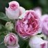 Rosa Mini Pierre de Ronsar® Meilland rampicante in vaso 20 cm 27 2839121
