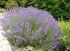 Lavanda spiccata Vera in vaso 14 cm 31 34508427