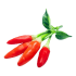 Peperoncino piccante Tabasco in vaso 9 cm 22 3586326