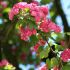Biancospino Rosso Crataegus Laevigata Paul's Scarlet in vaso 18 cm 30 34522374