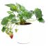 Fragola rifiorente Sapore Antico in vaso 17 cm 16 7891254
