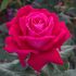 Rosa Elegance ® Meilland a cespuglio in vaso 19 cm 27 11178876