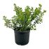 Escallonia Red Dream in vaso 16/18 cm 27 13791857
