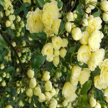 Rosa senza spine Banksiae Alba rampicante in vaso 18/20 cm 21 Rosa senza spine Banksiae Lutea rampicante