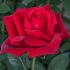 Rosa brevettata Jubile Papa Meilland ® Meilland a cespuglio in vaso 19 cm 26 4040957
