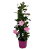 Dipladenia piramide Rosa in vaso 19 cm 30 25509141