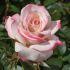 Rosa Lyon Lumieres® Meilland a cespuglio in vaso 19 cm 28 2815910