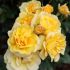 Rosa Golden Pareo® Meilland a cespuglio in vaso 19 cm 27 2815903
